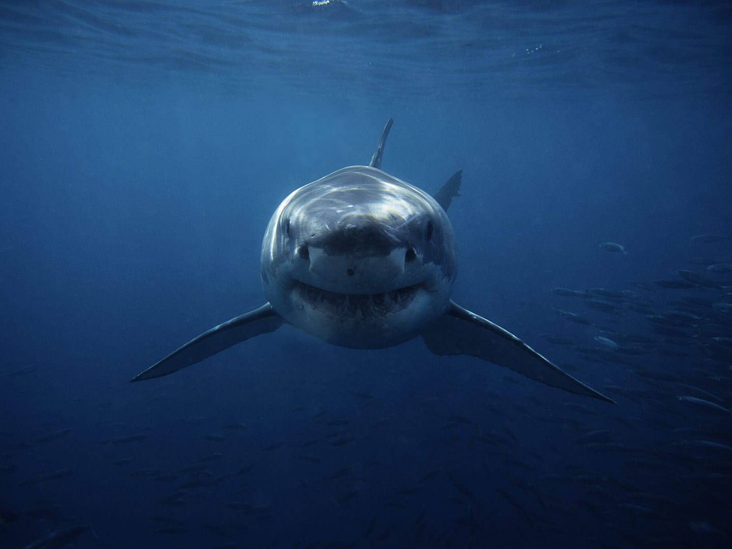 where-to-watch-shark-week:-live-stream-john-cena-on-discovery