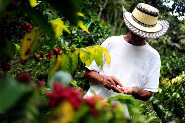 from-bean-to-brew,-the-magic-behind-a-coffee-farm-tour